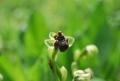 Ophrys bombyliflora <br> (Bernardino Sañudo Franquelo)